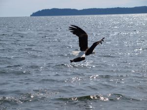 Vancouver Island Eagle